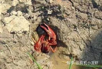 海洋弧菌感染早期圖片 海洋弧菌感染早期圖片 龍魚(yú)百科 第6張