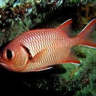海魚紅色的魚有哪幾種