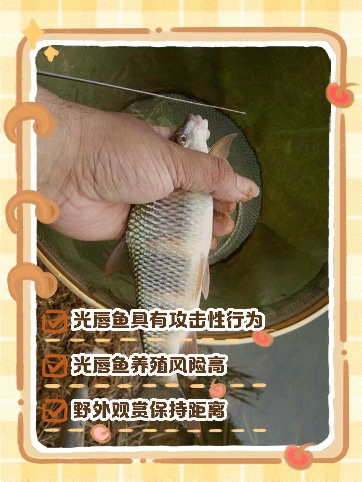 光唇魚為什么不建議養 光唇魚為什么不建議養 龍魚論壇 第5張