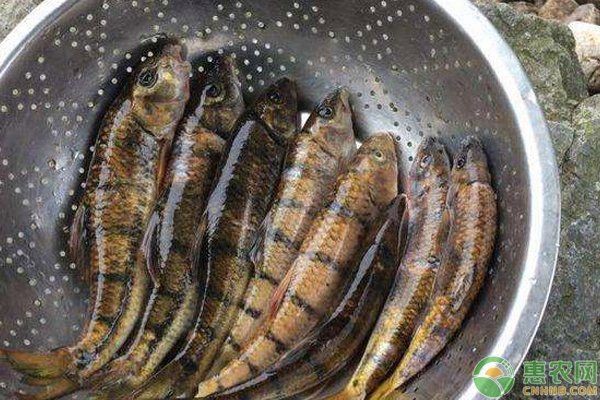 光唇魚為什么不建議養 光唇魚為什么不建議養 龍魚論壇 第13張