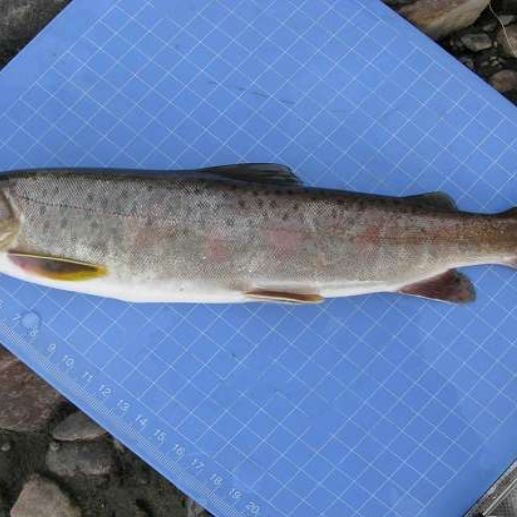 灰狗頭魚不能養(yǎng)的原因