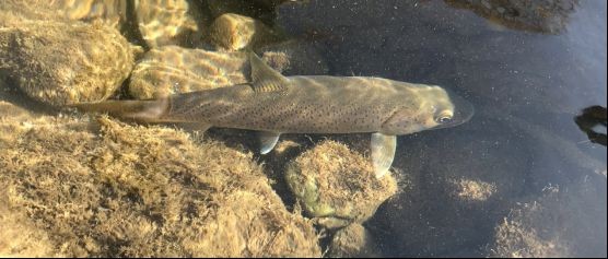 灰狗頭魚不能養(yǎng)的原因