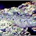 河邊常見的蝦虎魚