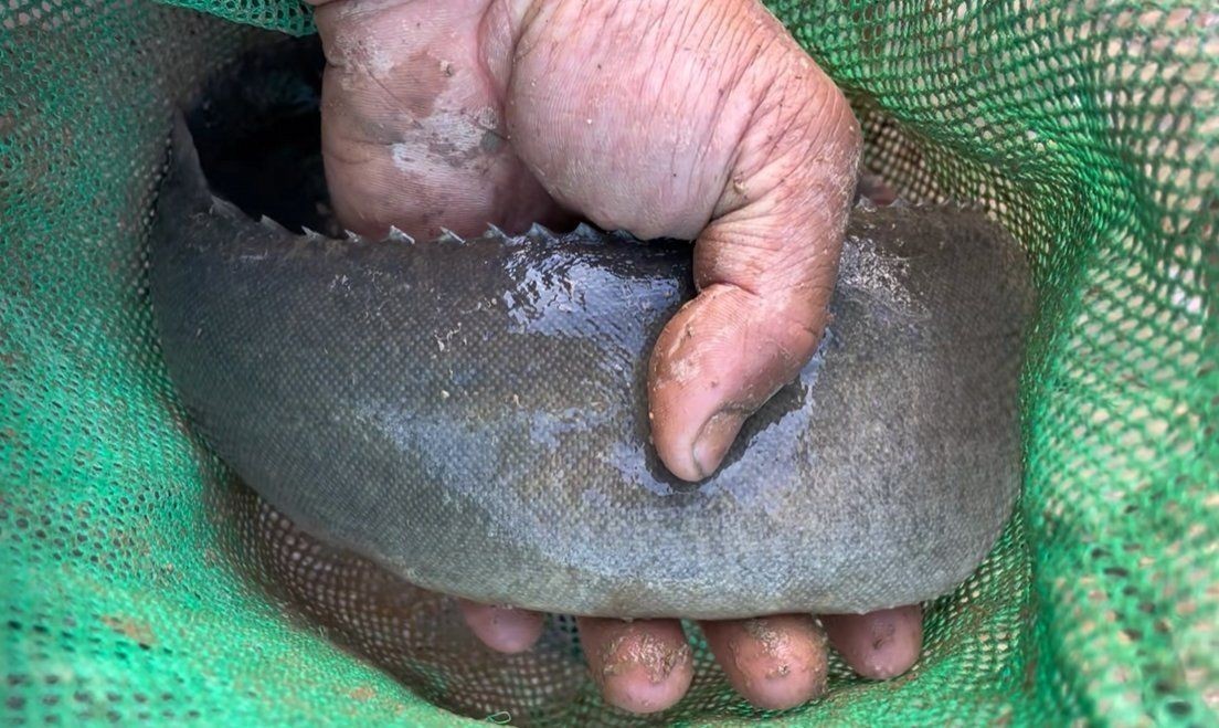 廣東鐮刀魚又叫什么魚：廣東地區俗稱的“鐮刀魚”是什么魚？