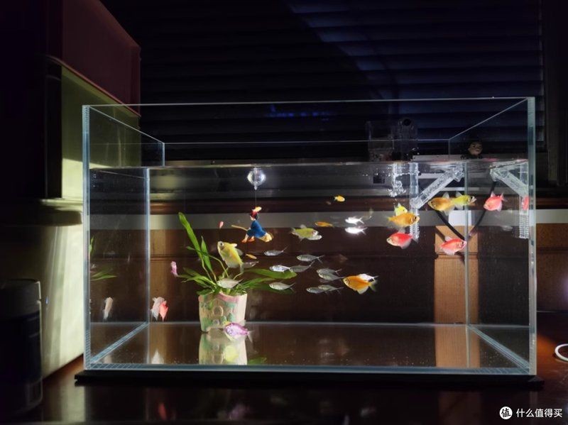 進口高端魚缸品牌：全球頂尖魚缸品牌