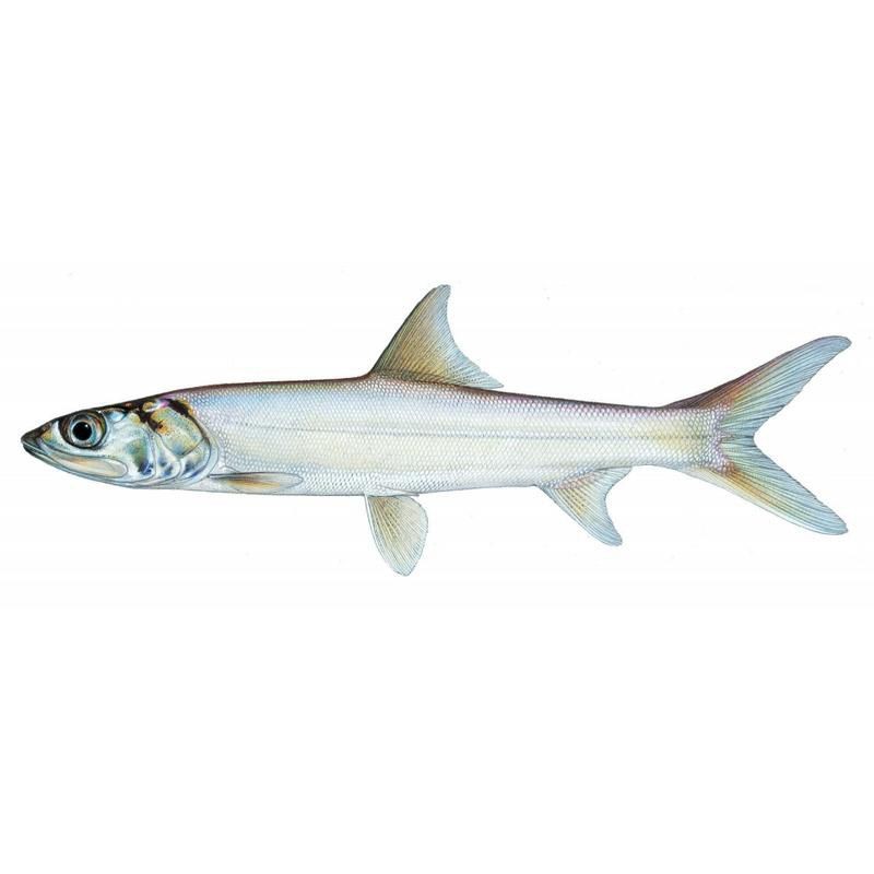 海鰱魚圖片及價格：海鰱魚圖片及價格一覽表