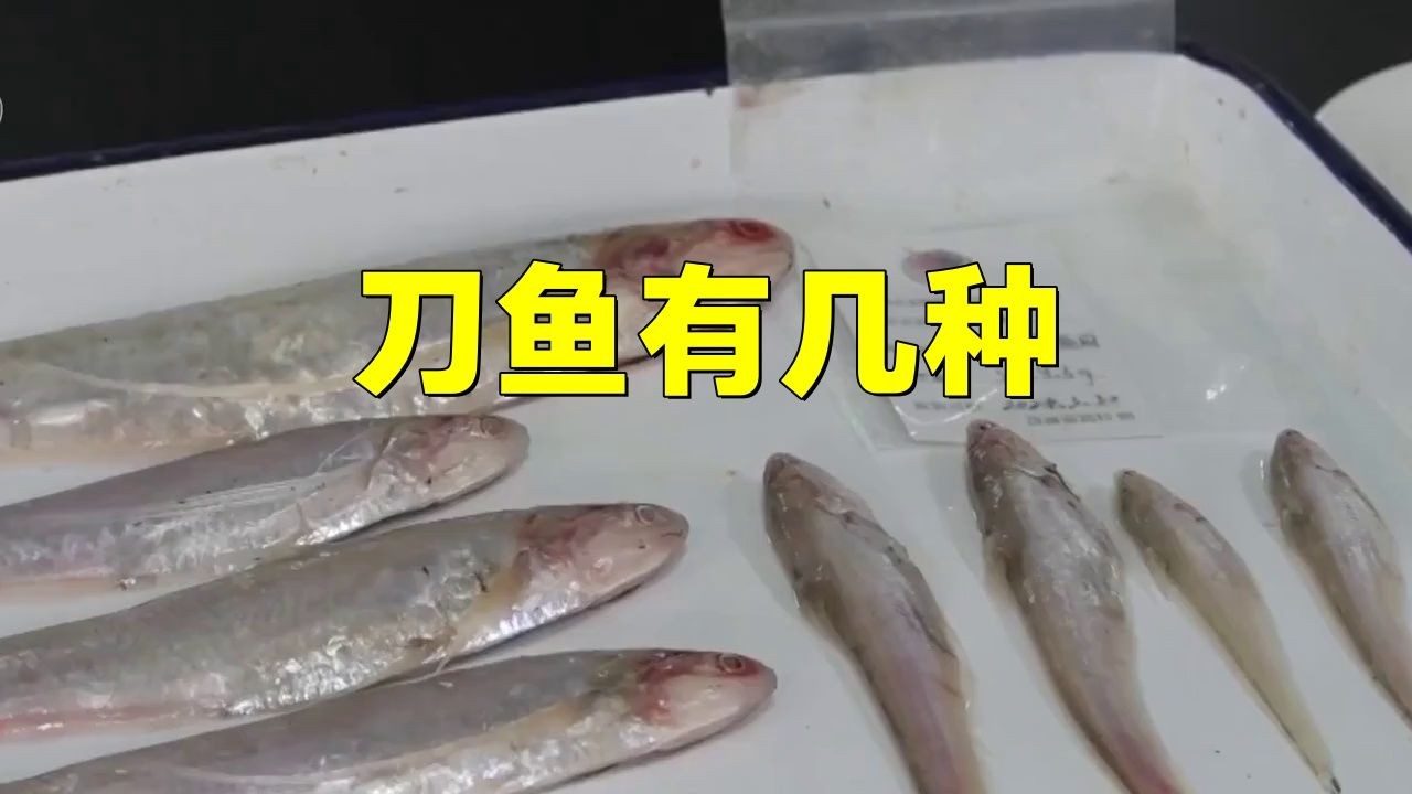 江刀魚和河刀魚的區(qū)別：江刀魚與河刀魚有什么區(qū)別？