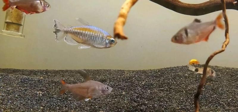 剛果美人會咬別的魚嗎:關于剛果美人的飼養 全國水族館企業名錄 第13張 剛果美人會咬別的魚嗎:關于剛果美人的飼養 剛果美人會咬別的魚嗎:關于剛果美人的飼養 全國水族館企業名錄 第13張