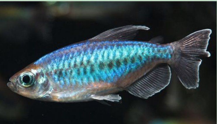 剛果美人會咬別的魚嗎:關于剛果美人的飼養 全國水族館企業名錄 第11張 剛果美人會咬別的魚嗎:關于剛果美人的飼養 剛果美人會咬別的魚嗎:關于剛果美人的飼養 全國水族館企業名錄 第11張