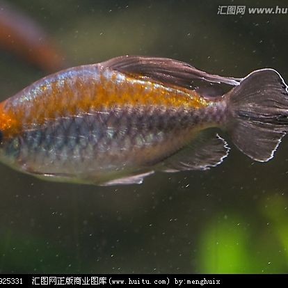 剛果美人會咬別的魚嗎:關于剛果美人的飼養 全國水族館企業名錄 第1張 剛果美人會咬別的魚嗎:關于剛果美人的飼養 剛果美人會咬別的魚嗎:關于剛果美人的飼養 全國水族館企業名錄 第1張