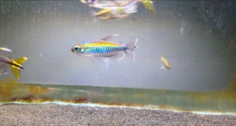 剛果美人會咬別的魚嗎:關于剛果美人的飼養 全國水族館企業名錄 第7張 剛果美人會咬別的魚嗎:關于剛果美人的飼養 剛果美人會咬別的魚嗎:關于剛果美人的飼養 全國水族館企業名錄 第7張