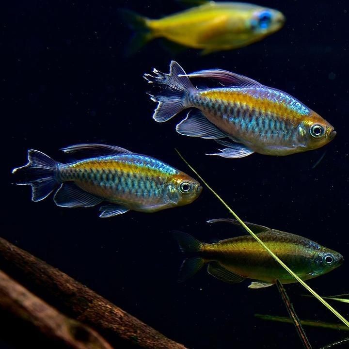 剛果美人會咬別的魚嗎:關于剛果美人的飼養 全國水族館企業名錄 第3張 剛果美人會咬別的魚嗎:關于剛果美人的飼養 剛果美人會咬別的魚嗎:關于剛果美人的飼養 全國水族館企業名錄 第3張