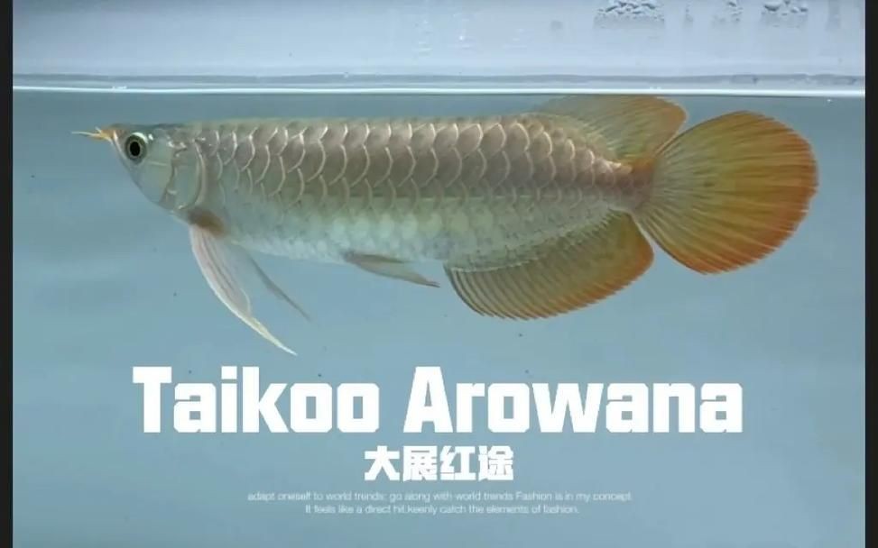 紅龍魚苗圖片：動輒幾萬元的紅龍魚,究竟哪里出彩讓你領略顏色的完美轉變