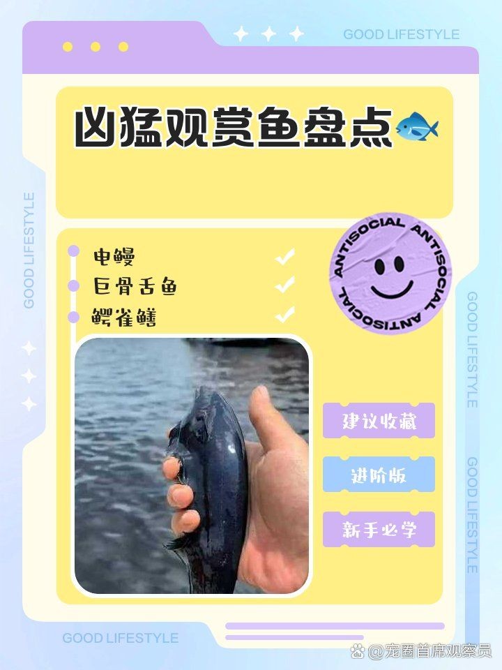 有哪些食物適合龍魚蒙眼期間食用？（如何判斷龍魚蒙眼期間需要多久換一次水？）