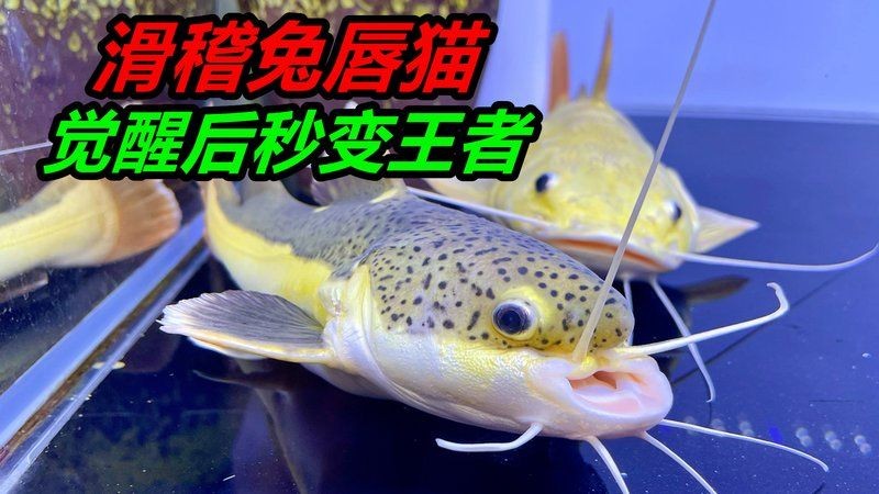 金絲貓魚兇猛嗎：如何判斷金絲貓魚是否健康