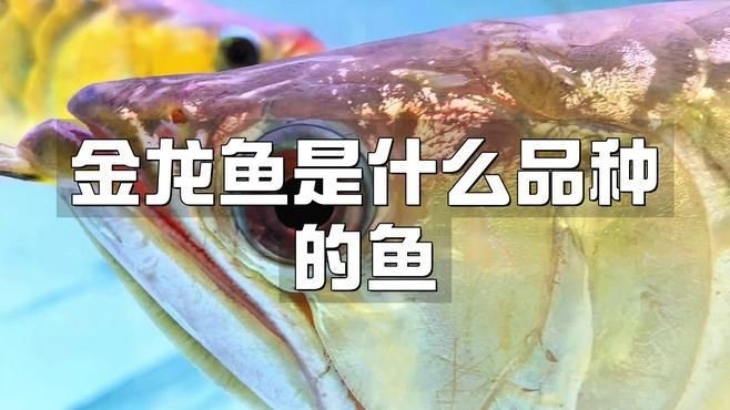 海魚金龍魚是哪種：“海魚金龍魚”存在常見認知誤區金龍魚是什么魚 海魚金龍魚是哪種：“海魚金龍魚”存在常見認知誤區金龍魚是什么魚 龍魚論壇 第2張