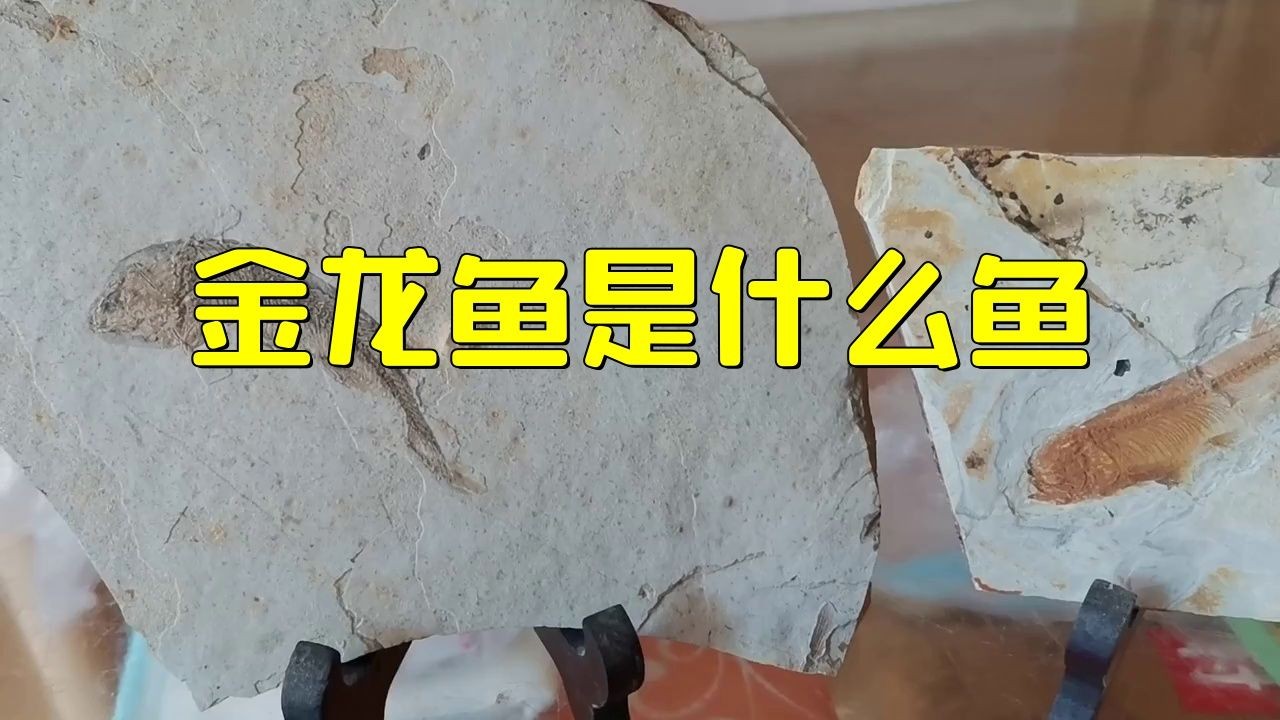 海魚金龍魚是哪種：“海魚金龍魚”存在常見認知誤區金龍魚是什么魚 海魚金龍魚是哪種：“海魚金龍魚”存在常見認知誤區金龍魚是什么魚 龍魚論壇 第6張