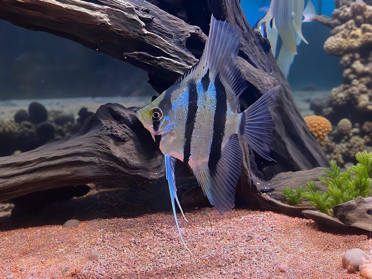 和尚魚(yú)能長(zhǎng)多大：和尚魚(yú)人工飼養(yǎng)和尚魚(yú)的生長(zhǎng)速度在不同生命階段有助于減少壓力