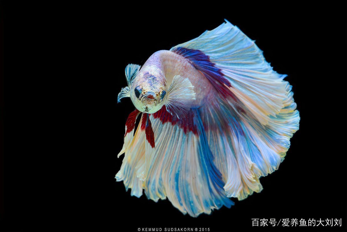 活性炭魚缸濾材料：活性炭在魚缸中的應用