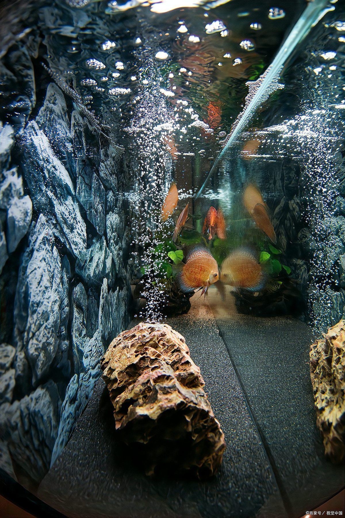 活性炭魚缸濾材料：活性炭在魚缸中的應用