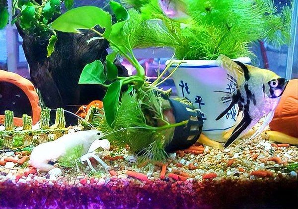 5條魚最旺的三個屬相：5條魚，且最旺運勢的三大屬相 5條魚最旺的三個屬相：5條魚，且最旺運勢的三大屬相 龍魚百科 第10張