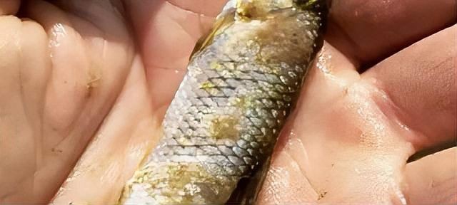 治療魚真菌的藥：西安寶樂康動物保健有限公司魚類真菌感染用什么藥最好