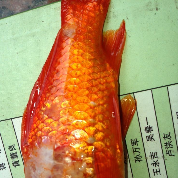 治療魚真菌的藥：西安寶樂康動物保健有限公司魚類真菌感染用什么藥最好