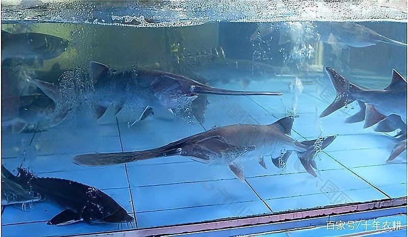 湖南鴨嘴魚多少錢一斤：湖南地區(qū)的鴨嘴魚價格受多重因素影響市場價格受影響