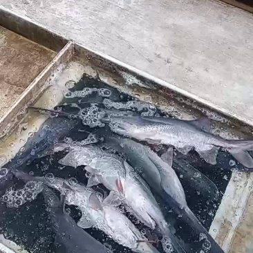湖南鴨嘴魚多少錢一斤：湖南地區(qū)的鴨嘴魚價格受多重因素影響市場價格受影響