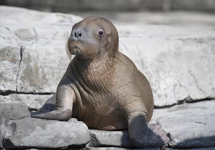 海象的樣子圖片：北極圈標志性的大型海洋哺乳動物，其獨特外貌令人印象深刻