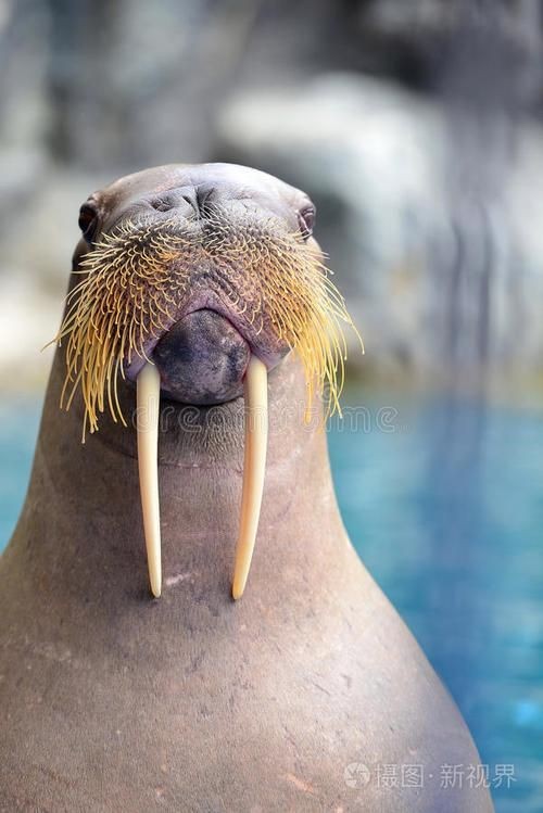 海象的樣子圖片：北極圈標志性的大型海洋哺乳動物，其獨特外貌令人印象深刻