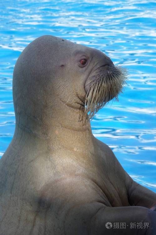 海象的樣子圖片：北極圈標志性的大型海洋哺乳動物，其獨特外貌令人印象深刻