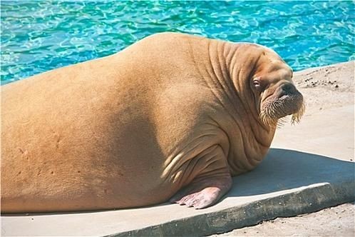 海象的樣子圖片：北極圈標志性的大型海洋哺乳動物，其獨特外貌令人印象深刻