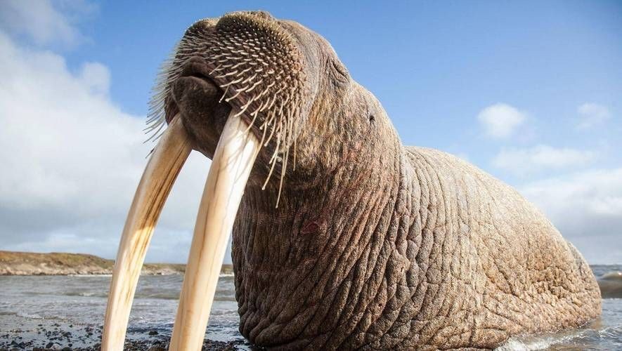 海象的樣子圖片：北極圈標志性的大型海洋哺乳動物，其獨特外貌令人印象深刻