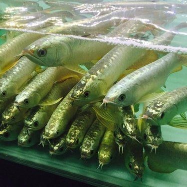 一條普通龍魚多少錢：普通龍魚價格一般多少錢一條 一條普通龍魚多少錢：普通龍魚價格一般多少錢一條 龍魚百科 第5張