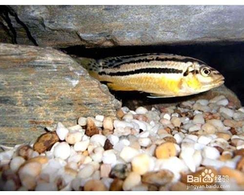 火鳳凰魚怎么養：鳳凰魚養殖避坑指南:火鳳凰羅漢養殖避坑指南