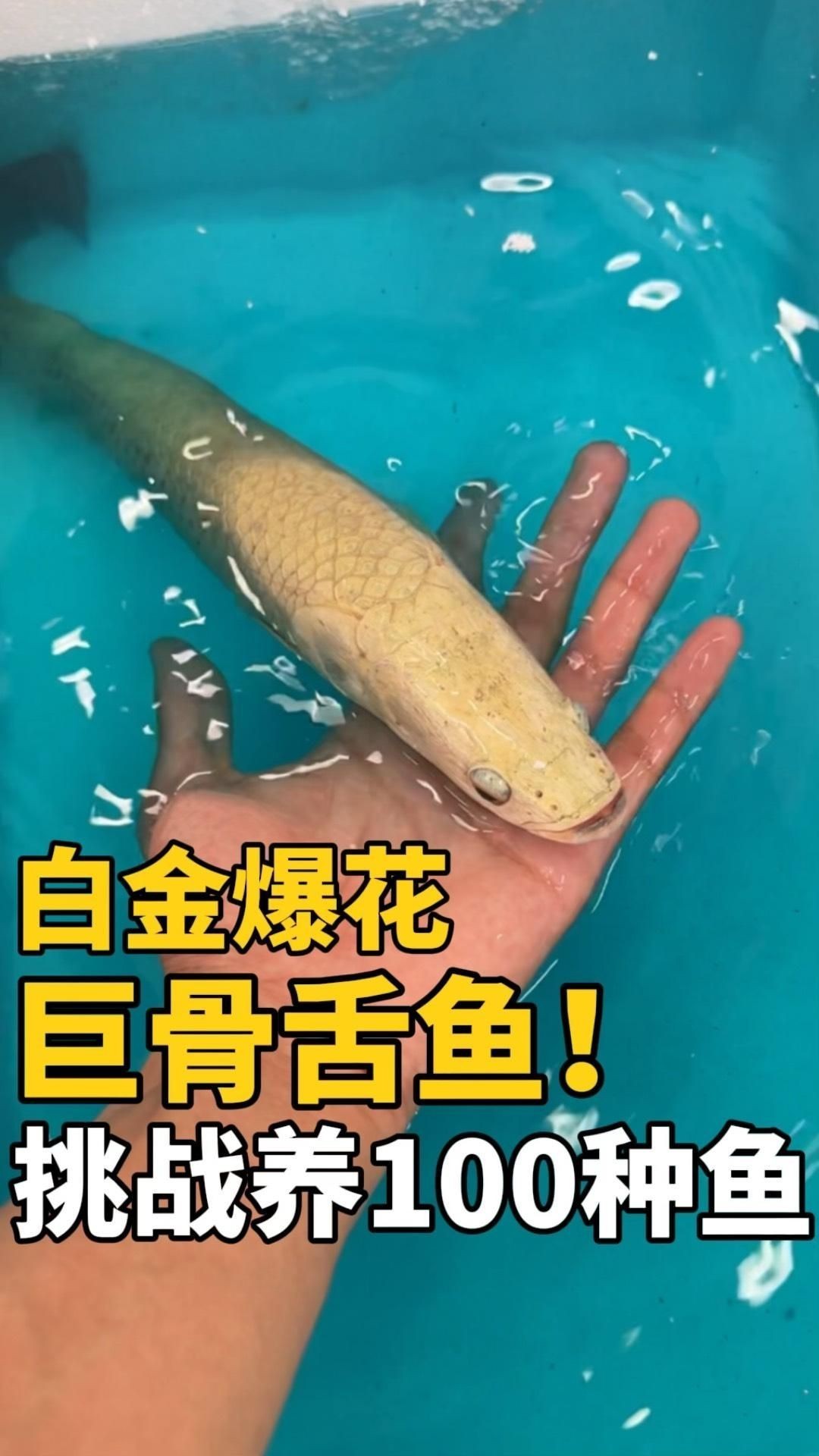 巨骨舌魚開箱視頻：“巨骨舌魚開箱”實(shí)況記錄