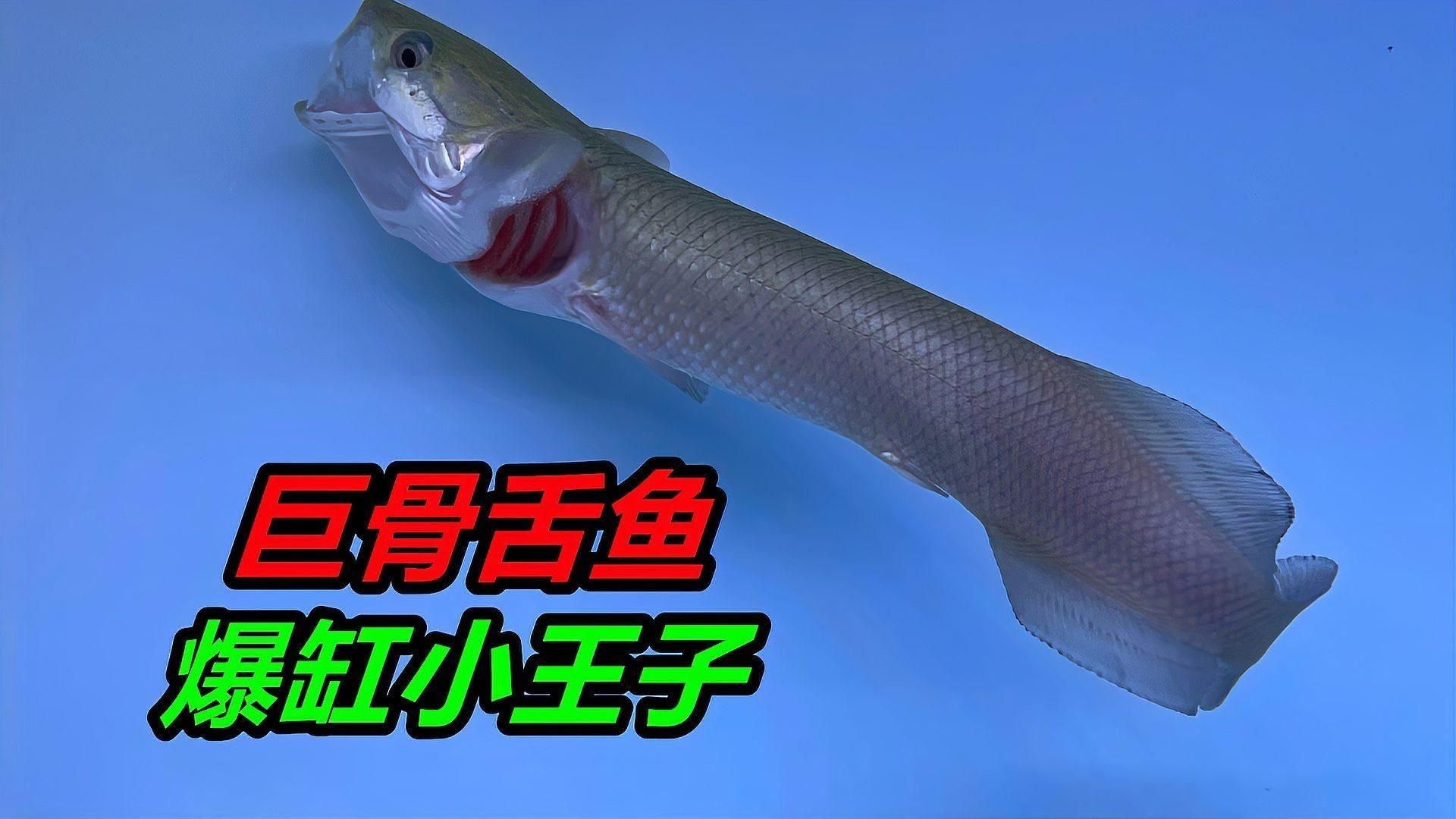 巨骨舌魚開箱視頻：“巨骨舌魚開箱”實(shí)況記錄