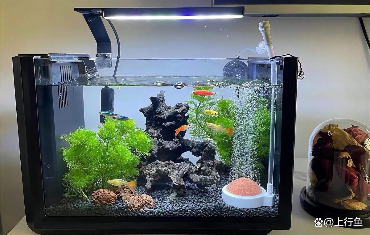 家用魚缸增氧泵(小型)：家用小型魚缸增氧泵選購指南