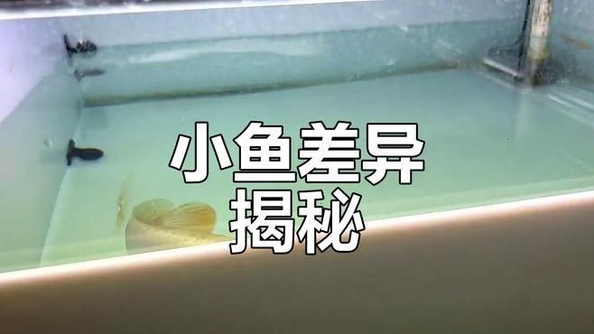 過背金龍魚和金頭那個好：過背金龍魚與金頭金龍魚的區(qū)別