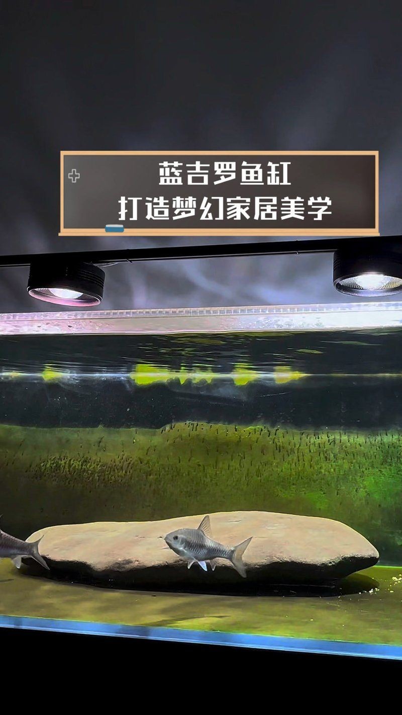 吉羅缸和龍魚缸的區別：吉羅缸與普通的缸的區別