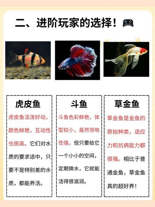金剛鸚鵡魚特征圖解：金剛鸚鵡魚與其他鸚鵡魚的形態(tài)與雜交背景使其成為水族箱中的焦點