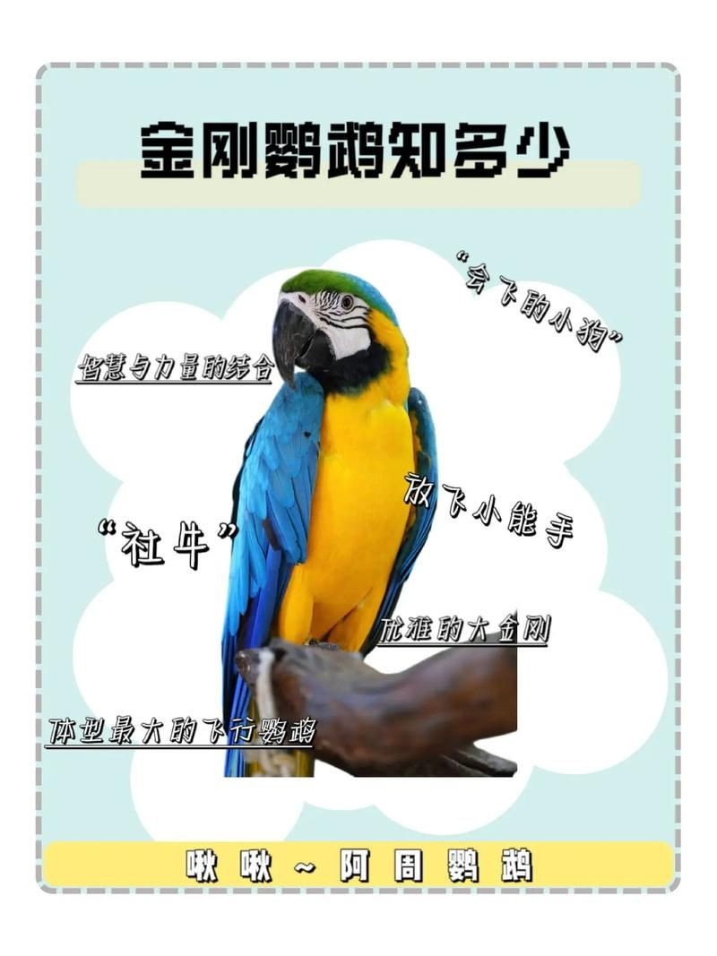 金剛鸚鵡魚特征圖解：金剛鸚鵡魚與其他鸚鵡魚的形態(tài)與雜交背景使其成為水族箱中的焦點