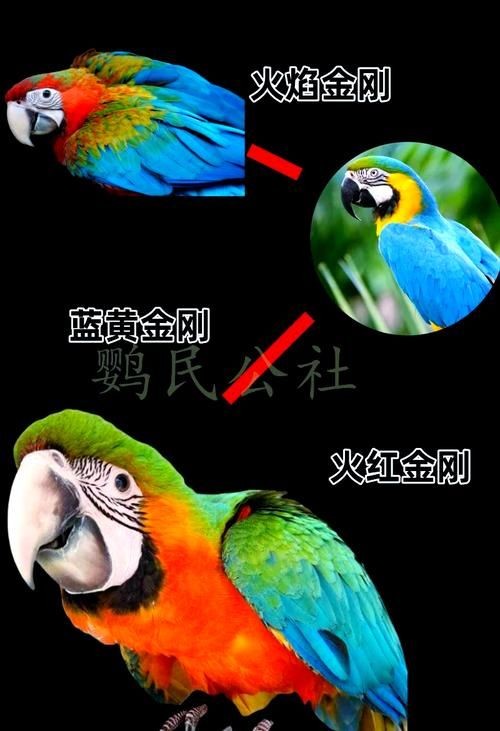 金剛鸚鵡魚特征圖解：金剛鸚鵡魚與其他鸚鵡魚的形態(tài)與雜交背景使其成為水族箱中的焦點
