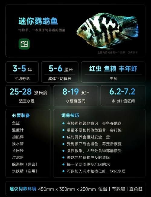 金剛鸚鵡魚特征圖解：金剛鸚鵡魚與其他鸚鵡魚的形態(tài)與雜交背景使其成為水族箱中的焦點