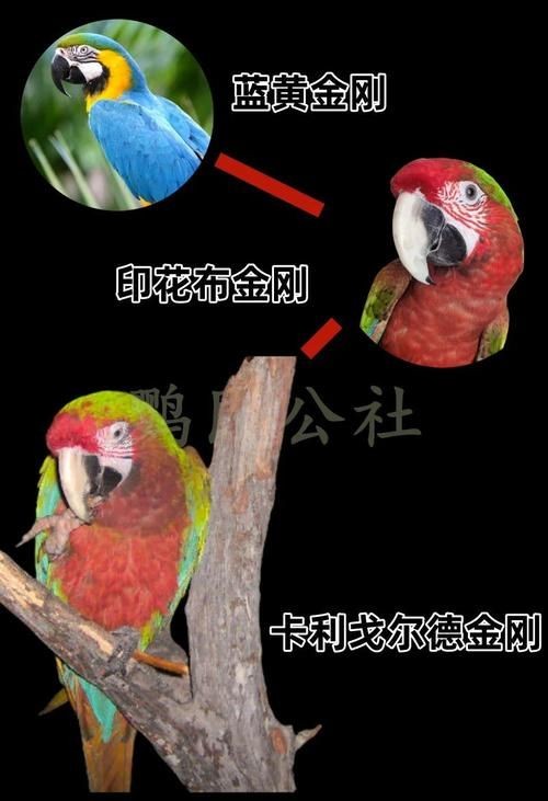 金剛鸚鵡魚特征圖解：金剛鸚鵡魚與其他鸚鵡魚的形態(tài)與雜交背景使其成為水族箱中的焦點