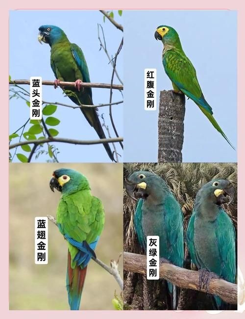 金剛鸚鵡魚特征圖解：金剛鸚鵡魚與其他鸚鵡魚的形態(tài)與雜交背景使其成為水族箱中的焦點