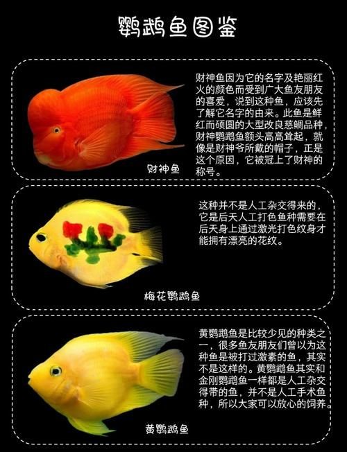 金剛鸚鵡魚特征圖解：金剛鸚鵡魚與其他鸚鵡魚的形態(tài)與雜交背景使其成為水族箱中的焦點