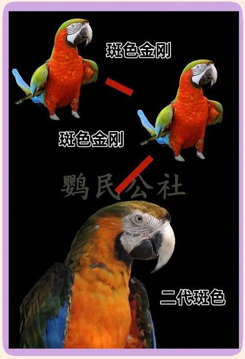 金剛鸚鵡魚特征圖解：金剛鸚鵡魚與其他鸚鵡魚的形態(tài)與雜交背景使其成為水族箱中的焦點