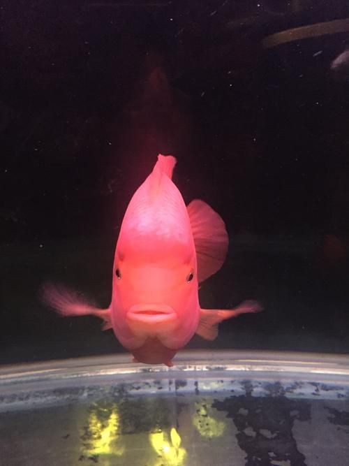 金剛鸚鵡魚特征圖解：金剛鸚鵡魚與其他鸚鵡魚的形態(tài)與雜交背景使其成為水族箱中的焦點